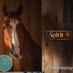 Custom Horse Signs